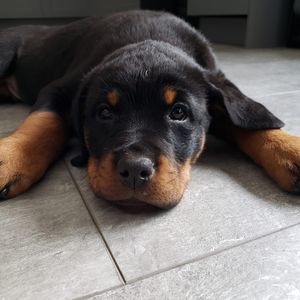 Meet your Posher, Imani